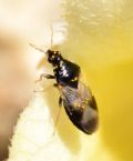 Orius pallidicornis